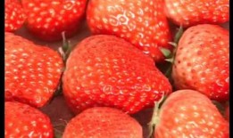 国产草莓视频,视频带你领略田园风光与美味果实