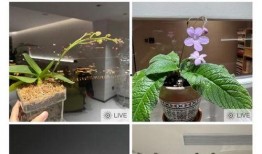 午夜国产自,揭秘国产影视作品的魅力与挑战