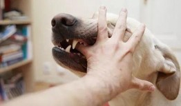 国产女人与狗,女性力量与忠诚犬伴的感人故事