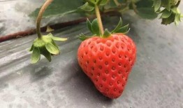 国产草莓视频,视频带你领略田园风光与美味果实