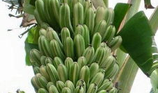 大香蕉国产成人,揭秘国内成人影视产业的崛起与挑战